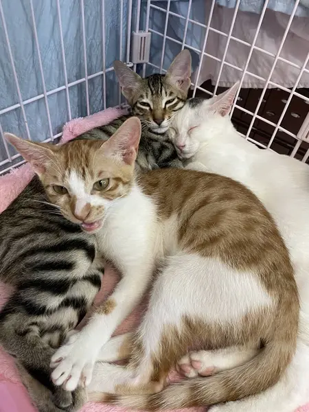 Hücredeki evsiz kedi. Hayvan barınağındaki kedi. Kafesteki üzgün kedi. Evlat edinilmeyi bekliyor