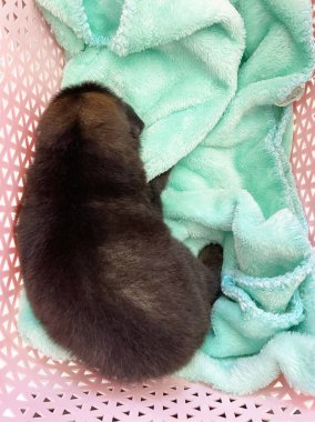 Yumuşak bir battaniyeye sarılı şirin siyah bir köpek yavrusunun yakın çekimi. Evdeki kanepede sevimli bir evcil hayvan. Sakin ve huzurlu bir ifadeyle..