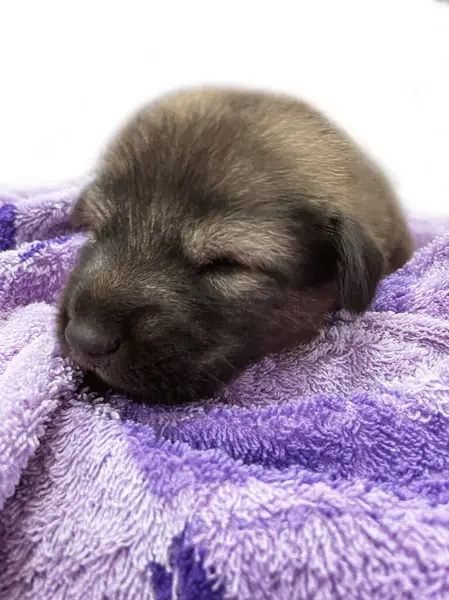 Yumuşak bir battaniyeye sarılı şirin siyah bir köpek yavrusunun yakın çekimi. Evdeki kanepede sevimli bir evcil hayvan. Sakin ve huzurlu bir ifadeyle..