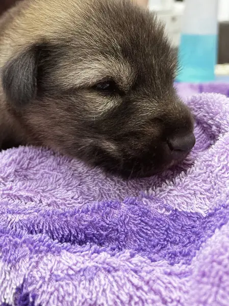 Yumuşak bir battaniyeye sarılı şirin siyah bir köpek yavrusunun yakın çekimi. Evdeki kanepede sevimli bir evcil hayvan. Sakin ve huzurlu bir ifadeyle..