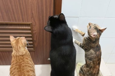  Üç kedi kapıda oturur ve açılmasını bekler. Kediler dışarı çıkmak istiyor. Evcil hayvanlar