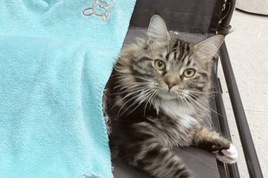 Rahatlatıcı kedi gri kanepede uyuyor. Sarı kızgın gözler, kokarca.