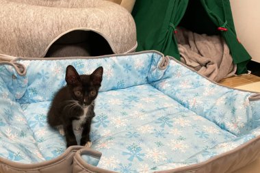 Kedi yavrusu yumuşak mavi kumaşın üzerine rahatça otur. Evin içinde. Güzel küçük beyaz siyah kedi. Arkana yaslan, rahatla ve önüne bak..