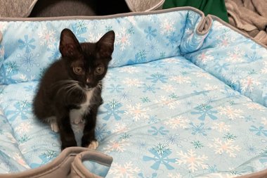 Kedi yavrusu yumuşak mavi kumaşın üzerine rahatça otur. Evin içinde. Güzel küçük beyaz siyah kedi. Arkana yaslan, rahatla ve önüne bak..