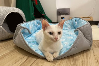 Kedi yavrusu yumuşak mavi kumaşın üzerine rahatça otur. Evin içinde. Güzel küçük beyaz kedi. Arkana yaslan, rahatla ve önüne bak..