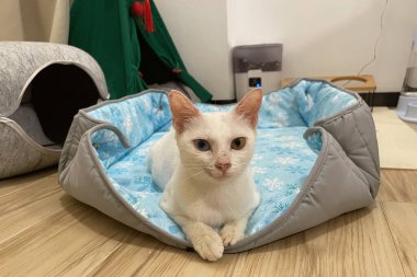 Kedi yavrusu yumuşak mavi kumaşın üzerine rahatça otur. Evin içinde. Güzel küçük beyaz kedi. Arkana yaslan, rahatla ve önüne bak..