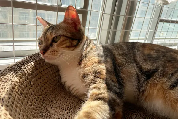 Yumuşak bir kedi pencerede uyuyor, bahar güneşinin tadını çıkarıyor..