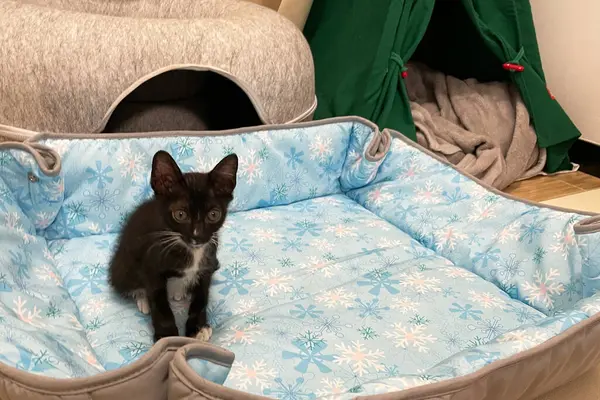 Kedi yavrusu yumuşak mavi kumaşın üzerine rahatça otur. Evin içinde. Güzel küçük beyaz siyah kedi. Arkana yaslan, rahatla ve önüne bak..