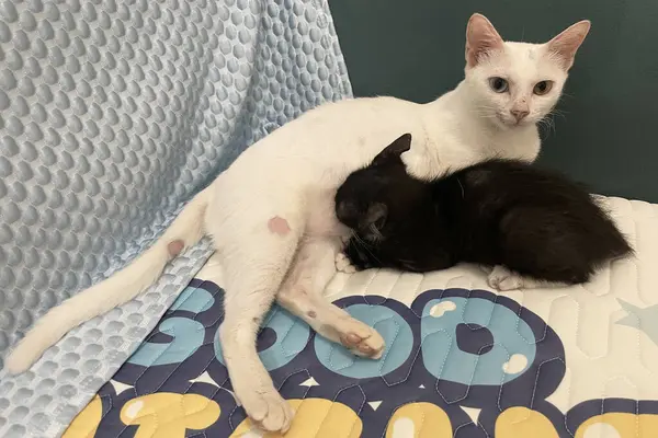 Anne kedi kanepede dinleniyor ve siyah kedisine bakıyor.