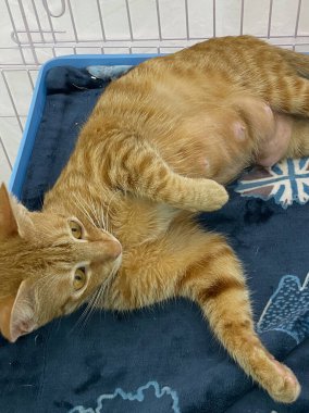 Meme ucu yakın, dişi kedi. Bir Anne Kedisinin Göğsü Yakından