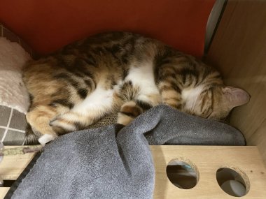 Şirin tekir kedi. Huzur içinde uyuyor.