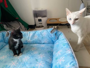 Kedi yavrusu yumuşak mavi kumaşın üzerine rahatça otur. Evin içinde. Güzel küçük beyaz siyah kedi. Arkana yaslan, rahatla ve önüne bak..