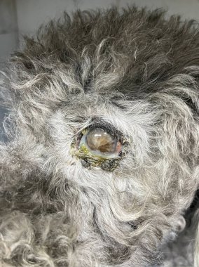 Yaşlı bir köpek gözü. Üzgün, umutlu bir bakış. Düşünceli bakışlar, düşünceli bakışlar. Sokak hayvanı seni. Beyaz gözlü kör bir köpek. Göz hasarı, şişlik ve bir sürü sümük.. 