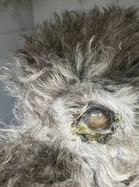 Yaşlı bir köpek gözü. Üzgün, umutlu bir bakış. Düşünceli bakışlar, düşünceli bakışlar. Sokak hayvanı seni. Beyaz gözlü kör bir köpek. Göz hasarı, şişlik ve bir sürü sümük.. 
