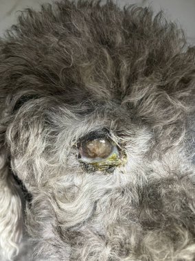 Yaşlı bir köpek gözü. Üzgün, umutlu bir bakış. Düşünceli bakışlar, düşünceli bakışlar. Sokak hayvanı seni. Beyaz gözlü kör bir köpek. Göz hasarı, şişlik ve bir sürü sümük.. 