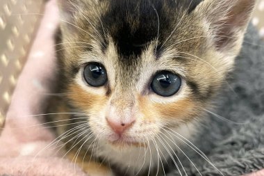 Sepette mavi gözlü küçük kedi yavrusu. Yaklaş. Kedi portresi. Harika gözler, bak.