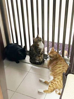 Kedi kapıda oturur ve onun açılmasını bekler. Üç kedi dışarı çıkmak istiyor. Evcil hayvanlar.