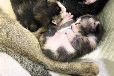 Anne kedinin sütünü emen kedi yavrularının yakın çekimi. Evcil hayvanlar. Kediler.