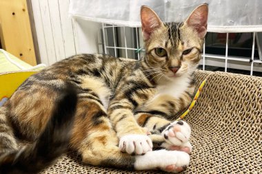 Kamera karşısında enfeksiyon kapmış kedi yavrusu. Bir gözü camsı, göz yaşartıcı ve rengi solmuş kedi manzarası. Kedi gözü acıdan yarı kapalı. Konjonktivit, kedi uçuğu virüsü veya alerji.. 