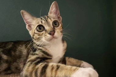 Üç renkli kedi evdeki oturma odasında uzanıyor, komik kedi evde dinleniyor, Pers kedisi süslü odada dinleniyor..