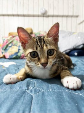 Üç renkli kedi evdeki oturma odasında uzanıyor, komik kedi evde dinleniyor, Pers kedisi süslü odada dinleniyor..