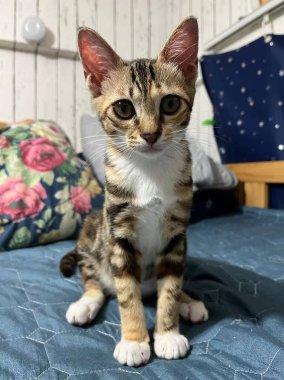 Üç renkli kedi evdeki oturma odasında oturuyor, komik kedi evde dinleniyor, İranlı kedi süslü odada dinleniyor..