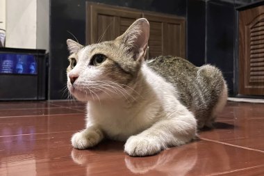 Ev yatak odasında yerde yatan sevimli, yaşlı bir kedi. Yaşlı evcil hayvanla ev hayatı.