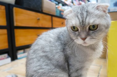 Kızgın gri kedi, sarı gözlü ve kameraya bakıyor. İçeride yerde oturan üzgün İngiliz kedisinin portresi.