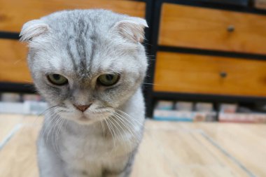 Kızgın gri kedi, sarı gözlü ve kameraya bakıyor. İçeride yerde oturan üzgün İngiliz kedisinin portresi.