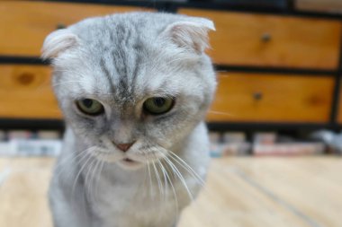 Kızgın gri kedi, sarı gözlü ve kameraya bakıyor. İçeride yerde oturan üzgün İngiliz kedisinin portresi.