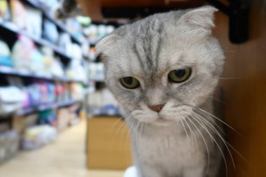 Kızgın gri kedi, sarı gözlü ve kameraya bakıyor. İçeride yerde oturan üzgün İngiliz kedisinin portresi.