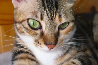 Yeşil-sarı gözlü, beyaz bıyıklı ve pembe burunlu tekir kedi portresi. Sevimli safkan kedi gözleri.