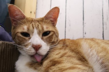 Sabah güneşinin altında yatakta yatarken tüylü turuncu kedi inekleri. Rahat bir uyku. Saç yalamak.