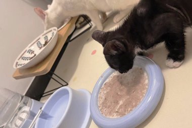 Evcil kediler evde oturarak kaseden besleniyorlar.