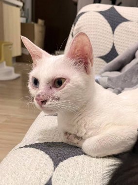 Bir kedinin yüzündeki saç çizgisinin yakın plan çekimi. Bir kedinin içindeki mikro pori ya da liken, saçlar dökülür ve derisi soyulur..