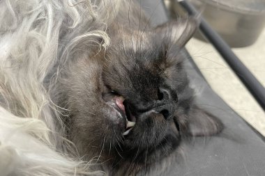 Kabarık, büyük, gururlu, gri, beyaz, koca bir rakun kedi yatakta yatıyordu. Rahat bir uyku. Aç ağzını.