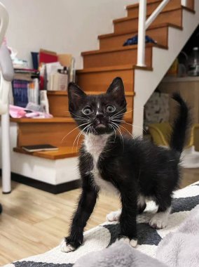 Evdeki kanepede yürüyen sevimli siyah beyaz bir kedi yavrusu. Evcil hayvan fotoğrafları için ideal..