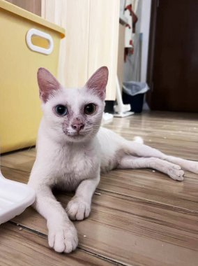 Bir kedinin yüzündeki saç çizgisinin yakın plan çekimi. Bir kedinin içindeki mikro pori ya da liken, saçlar dökülür ve derisi soyulur..