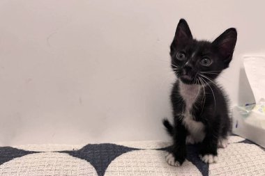 Şehir binasında küçük sevimli kedi koltukta oturuyor.