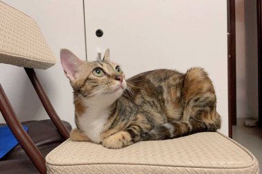 Yumuşak, sevimli bir kedi sandalyeye uzanıyor. Bu kapalı mekan sahnesi sevimli kedileri yakalıyor.