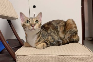 Yumuşak, sevimli bir kedi sandalyeye uzanıyor. Bu kapalı mekan sahnesi sevimli kedileri yakalıyor.