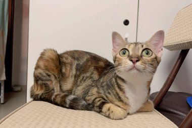 Yumuşak, sevimli bir kedi sandalyeye uzanıyor. Bu kapalı mekan sahnesi sevimli kedileri yakalıyor.