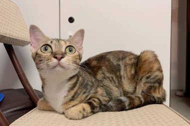 Yumuşak, sevimli bir kedi sandalyeye uzanıyor. Bu kapalı mekan sahnesi sevimli kedileri yakalıyor.