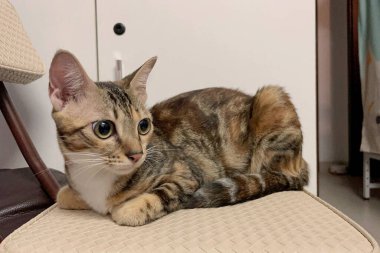 Yumuşak, sevimli bir kedi sandalyeye uzanıyor. Bu kapalı mekan sahnesi sevimli kedileri yakalıyor.