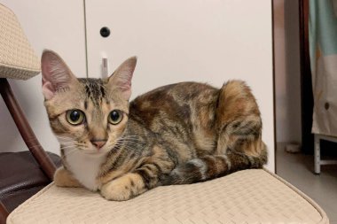 Yumuşak, sevimli bir kedi sandalyeye uzanıyor. Bu kapalı mekan sahnesi sevimli kedileri yakalıyor.