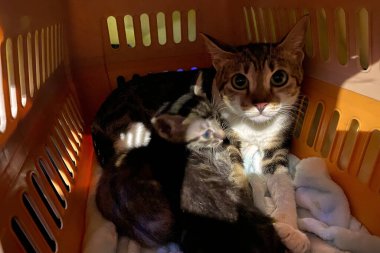 Anne kedi ve yavru kedi bir kafeste üzgün görünüyor.