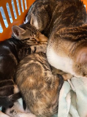 Anne kedi ve yavru kedi bir kafeste üzgün görünüyor.