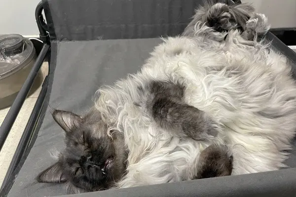 Kabarık, büyük, gururlu, gri, beyaz, koca bir rakun kedi yatakta yatıyordu. Rahat bir uyku..