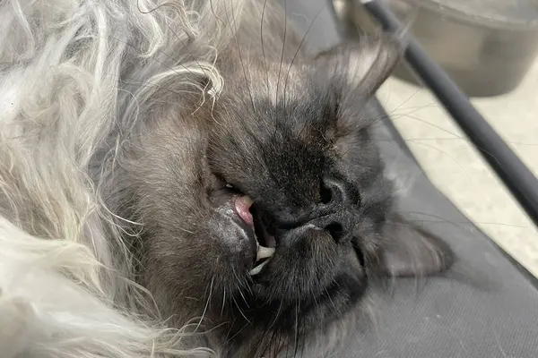 Kabarık, büyük, gururlu, gri, beyaz, koca bir rakun kedi yatakta yatıyordu. Rahat bir uyku. Aç ağzını.