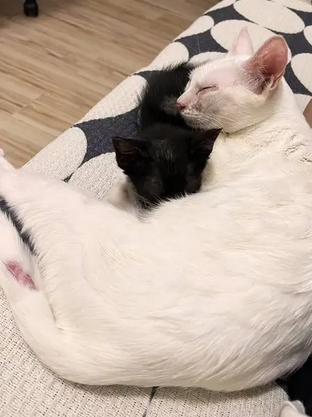 Beyaz kedi anne kedi ve siyah yavru kedi. Kanepede kaygan.